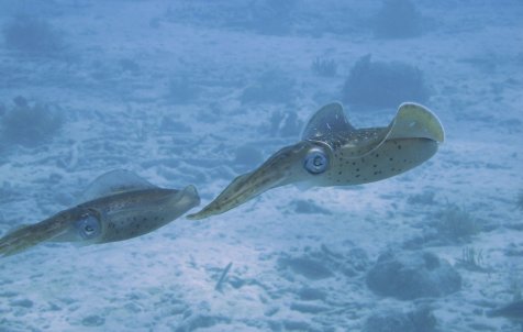 Diving Experience - Full day - Half day tours